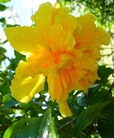 Butterball Triple Yellow Tropical Hibiscus, Hibiscus rosa-sinensis 'Butterball'